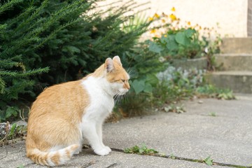 Cat in the garden. Slovakia