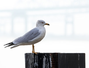 ringed bill gull on wooden pile along Mississippi River, New Orleans, LA, USA