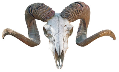 Fototapeta premium szkielet, głowa owcy z rogami
