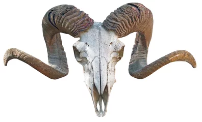 Crédence de cuisine en verre imprimé Moutons squelette, tête de mouton avec cornes