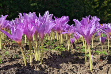 Zimowity © Tomek Kiecana