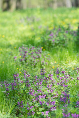 Field of blooming purple wildflowers in park on spring time. Close Up of flowers and blurred background for subtitles. Grows in the wild.