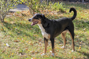 Appenzeller Sennenhund im Herbst 