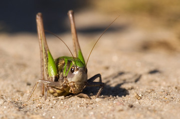 Big Large Green Grasshopper or Locust with sting or tail macro shot on a sand in full sunny day. Close-up of many detail correctly lit by stunning light