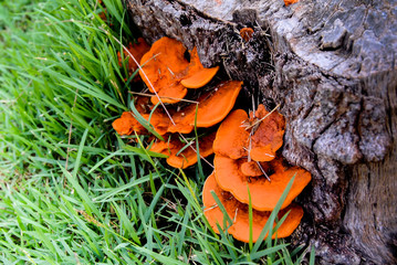 Orange mushroom growth on wood, Pycnoporus cinnabarinus, also known as the cinnabar polypore