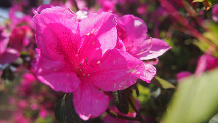 Pink blossom sakura flowers