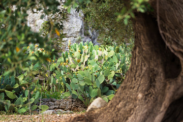 Bush of a prickly pear plant with an Olive tree
