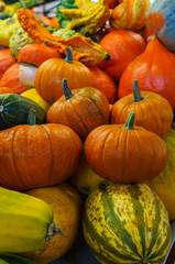 Various types of multi-colored pumpkins sold in the bazaar. A great choice for Halloween