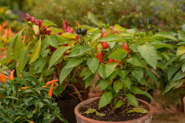 bush of chilli pepper in pot