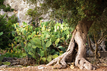 Bush of a prickly pear plant with an Olive tree