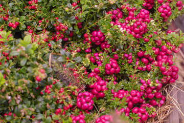 autumn still life. autumn harvest. 