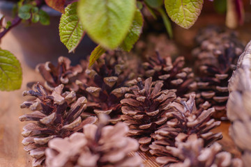 autumn still life with pine cones