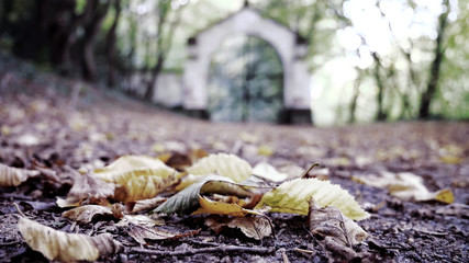Fall Foliage - autumn is coming