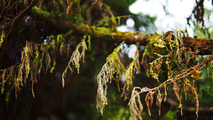 Mosses on the tree