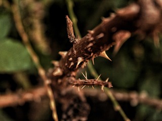 nature