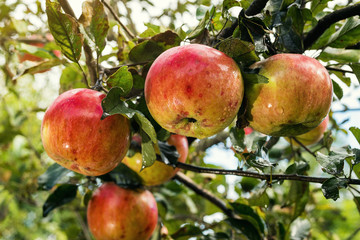 Fresh organic orchard full of riped red apples before harvest