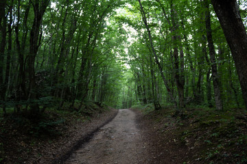 Obraz premium forest path