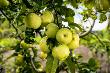 Fresh organic orchard full of riped green apples before harvest