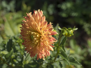 Fototapeta premium Dahlia cactus aux fleurs de couleur rougeâtre avec du jaune au centre