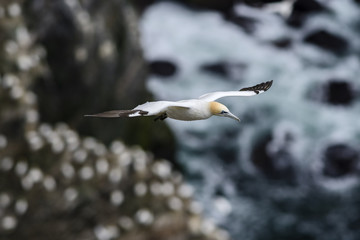 Northern Gannet - Sula bassana, fast white bird in Atlantic ocean, Shetlands, UK