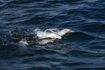 Fototapeta premium Northern Gannet - Sula bassana, fast white bird in Atlantic ocean, Shetlands, UK