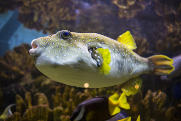 White spotted puffer fish
