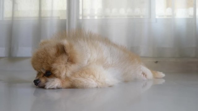 cute pet pomeranian dog animal sleepy