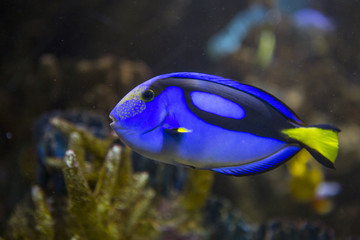 Blue tang fish