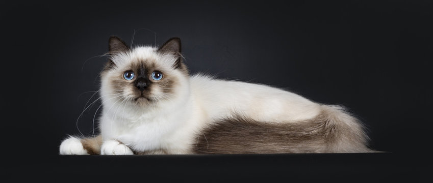 Adorable excellent seal point Sacred Birman cat kitten laying down side ways, looking at camera isolated on black background with tail folded beside body