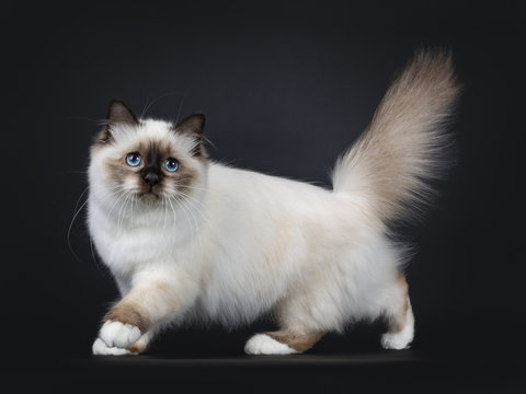 Adorable excellent seal point Sacred Birman cat kitten walking side ways with tail fierce in the air, looking beside camera isolated on black background