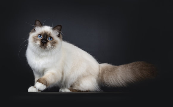 Adorable excellent seal point Sacred Birman cat kitten walking side ways , looking above camera isolated on black background