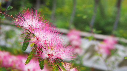White pink dandelion
