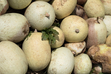 organic pumpkins crop