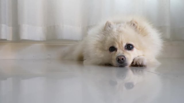 fluffy white pomeranian dog cute pet