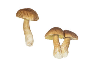 Three mushrooms isolated on white background. Boletus edulis, penny bun, cep or porcini.