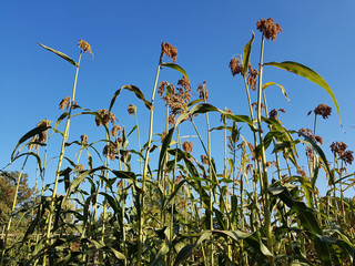 Sugarcane, Saccharum officinarum
