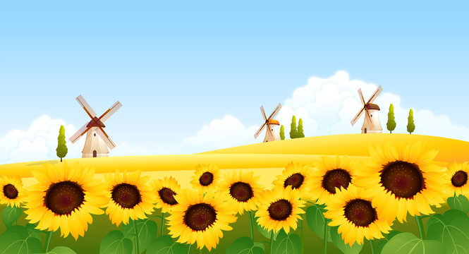 Sunflowers in a field with traditional windmills in the background