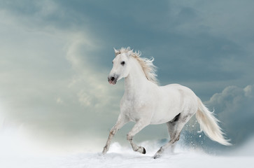 Naklejka na ściany i meble Beautiful white stallion in winter