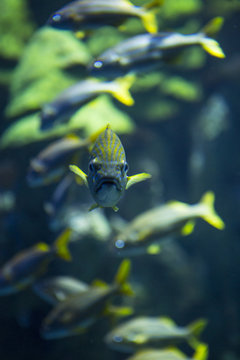 Coral reef fish