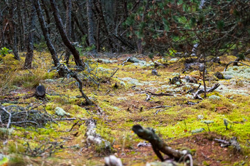 moss and lichen on the ground in the coniferous forest