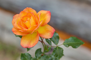 rose in the garden close up