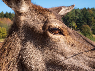 cute deer in nature with close up and brown flair
