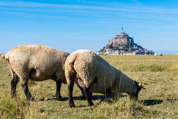 Moutons dans la baie du mont saint michel