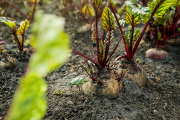 Beetroot in a vegetable garden
