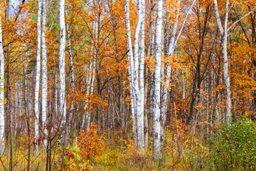 Colours of the autumn forest