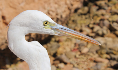 Egret