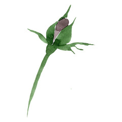 Fototapeta na wymiar Watercolor black rose flower. Floral botanical flower. Isolated illustration element. Aquarelle wildflower for background, texture, wrapper pattern, frame or border.