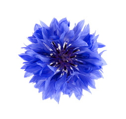 Blue cornflower herb isolated on white background - obrazy, fototapety, plakaty