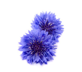 Blue cornflower herb isolated on white background