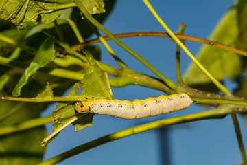 Catalpa Sphinx Caterpillar (Ceratomia catalpae)